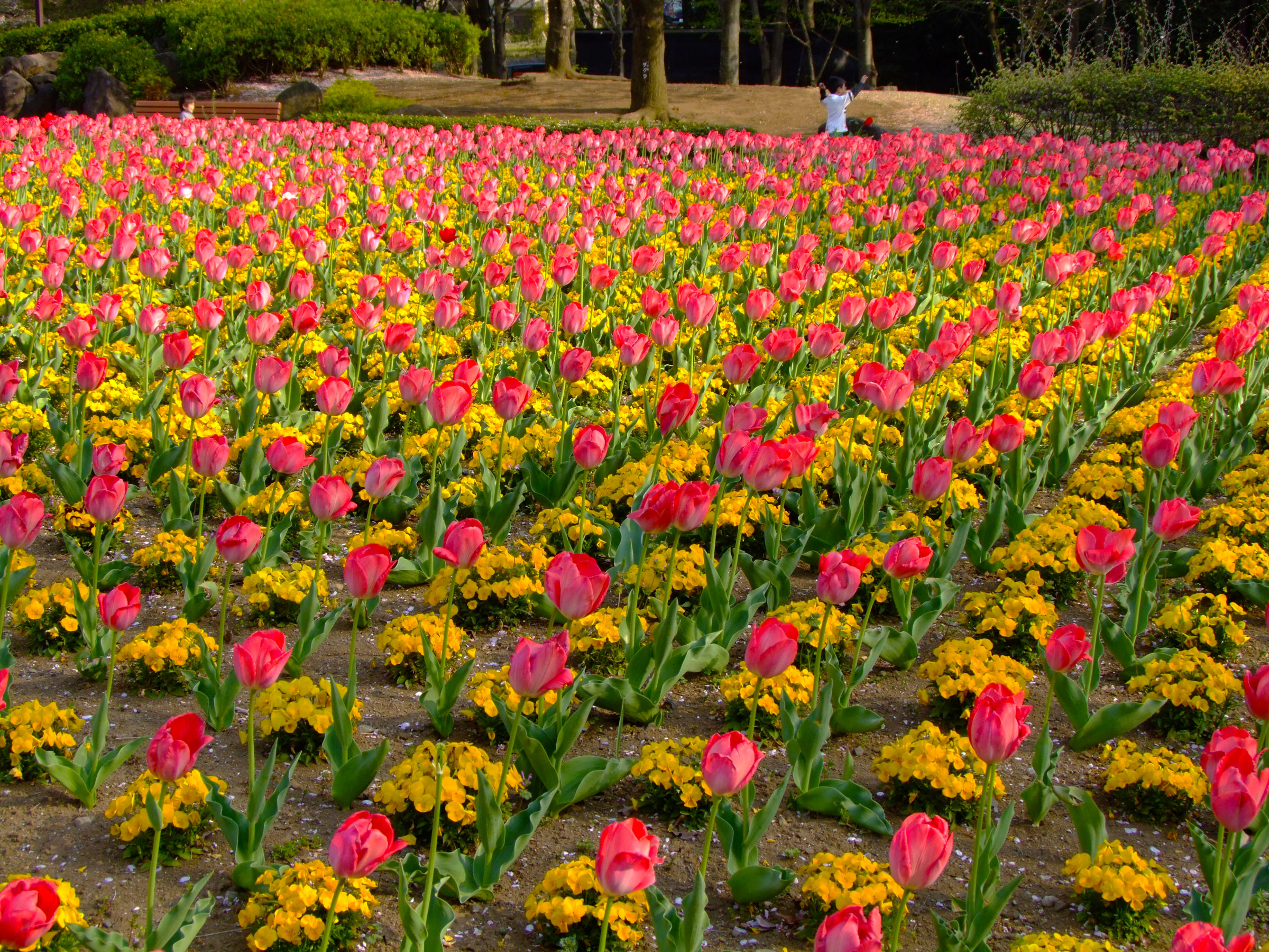 写真4（大宮花の丘農林公苑）