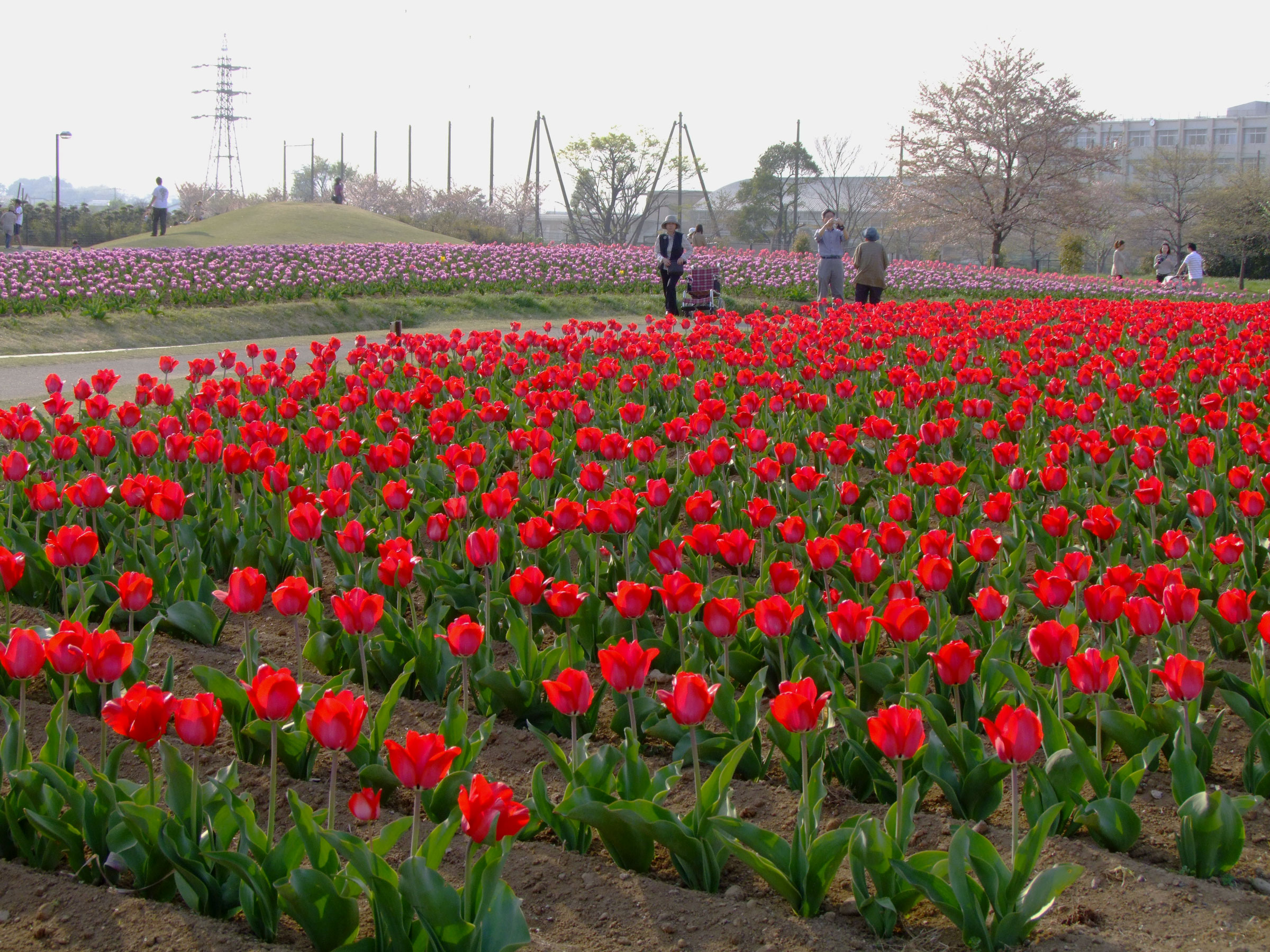 写真5（大宮花の丘農林公苑）