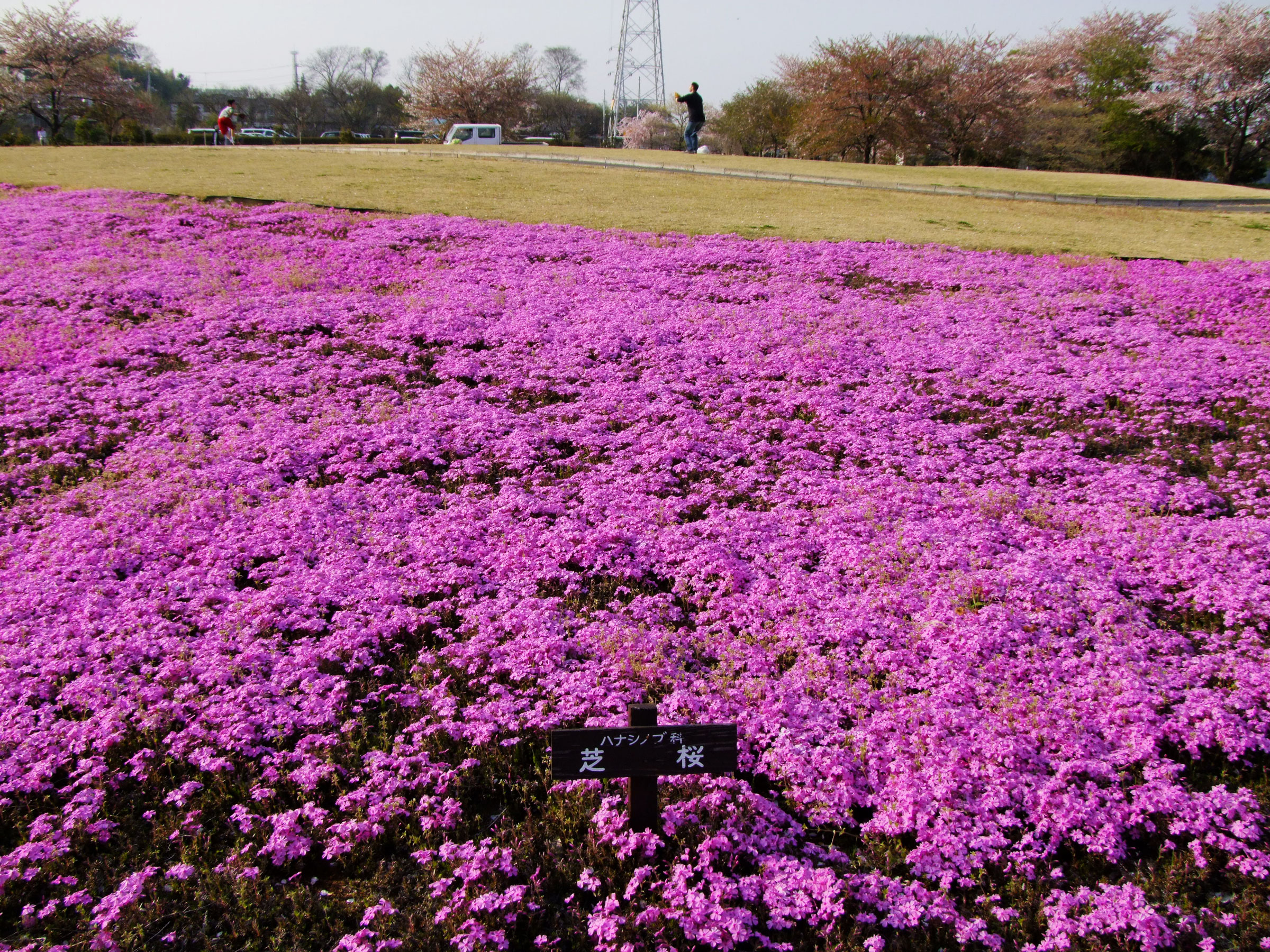 写真6（大宮花の丘農林公苑）