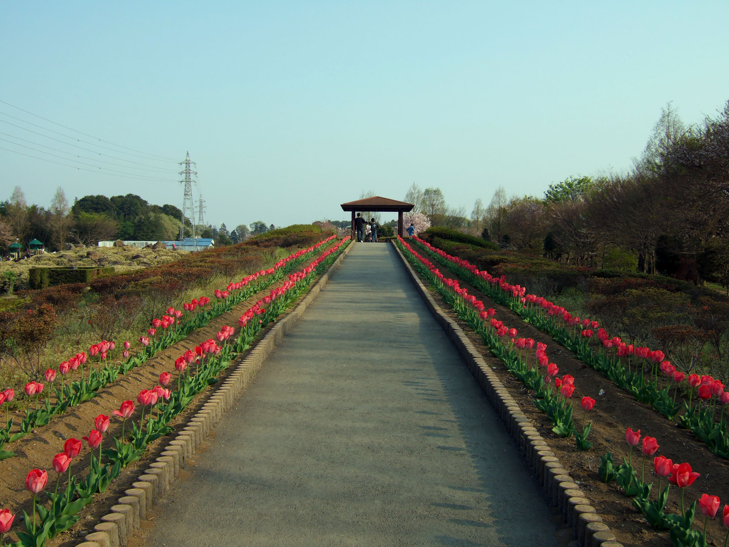 写真7（大宮花の丘農林公苑）