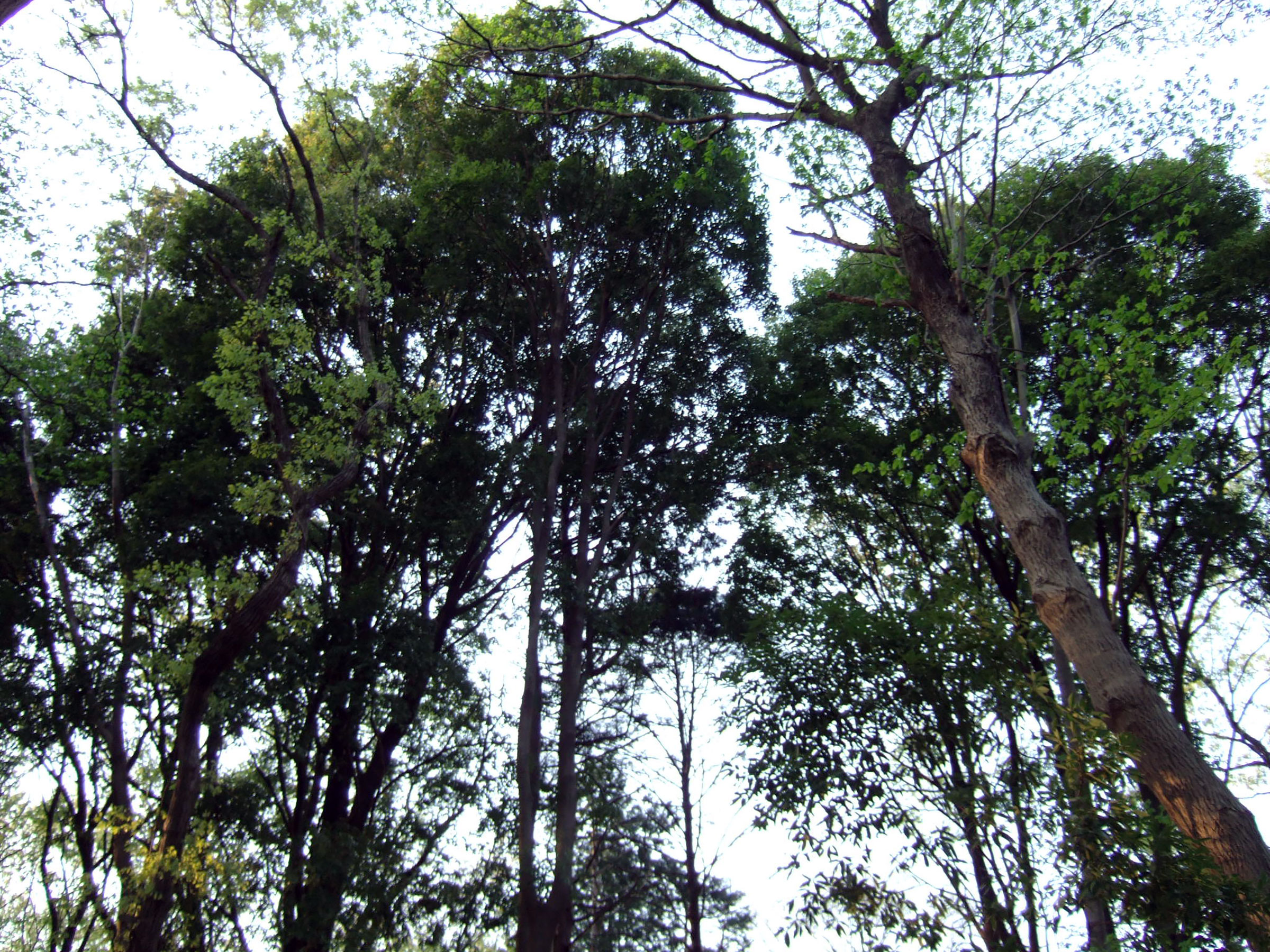 写真8（秋葉の森総合公園）